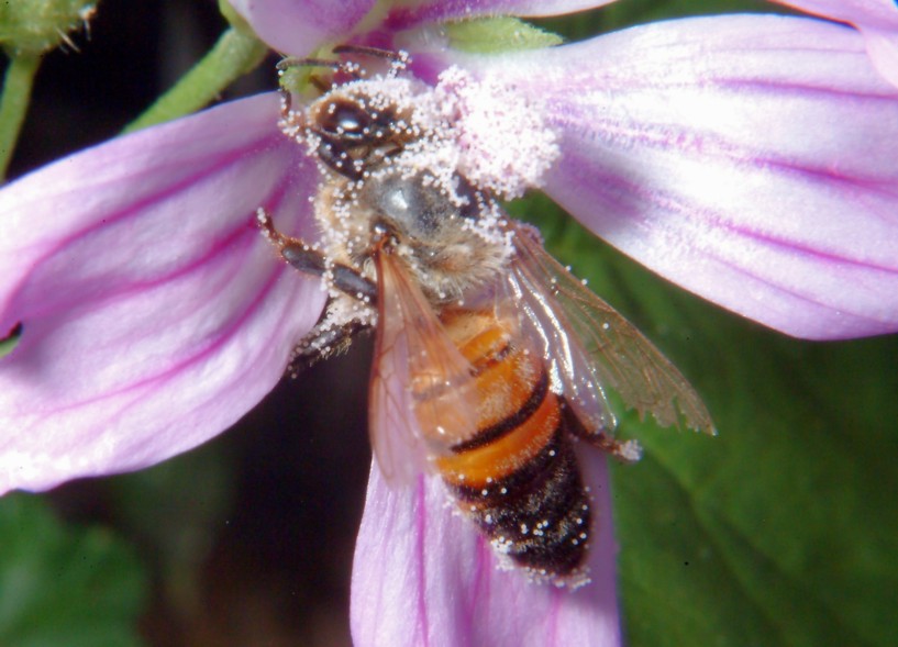 Api, malva e insetto rossonero